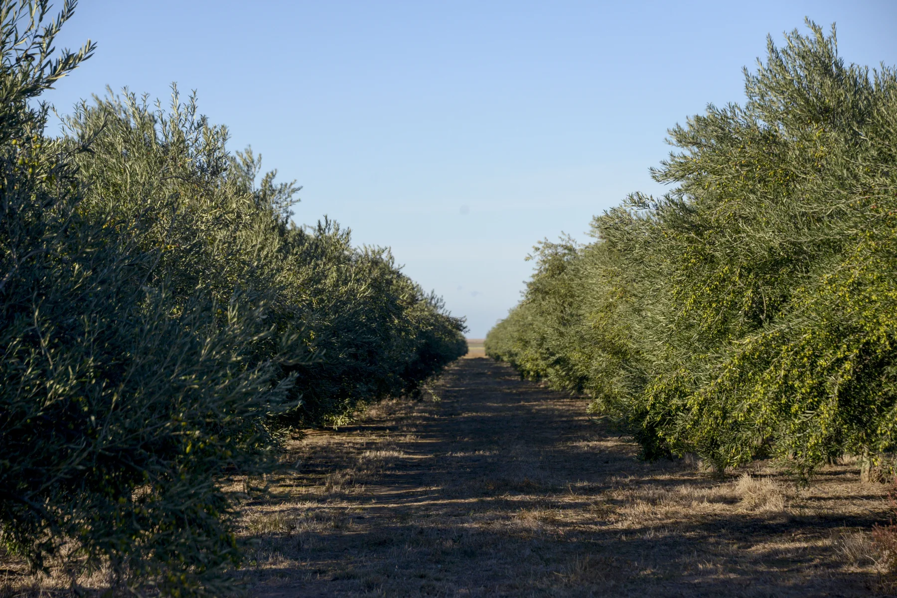 Olivares de El Faro (Agroliva)
