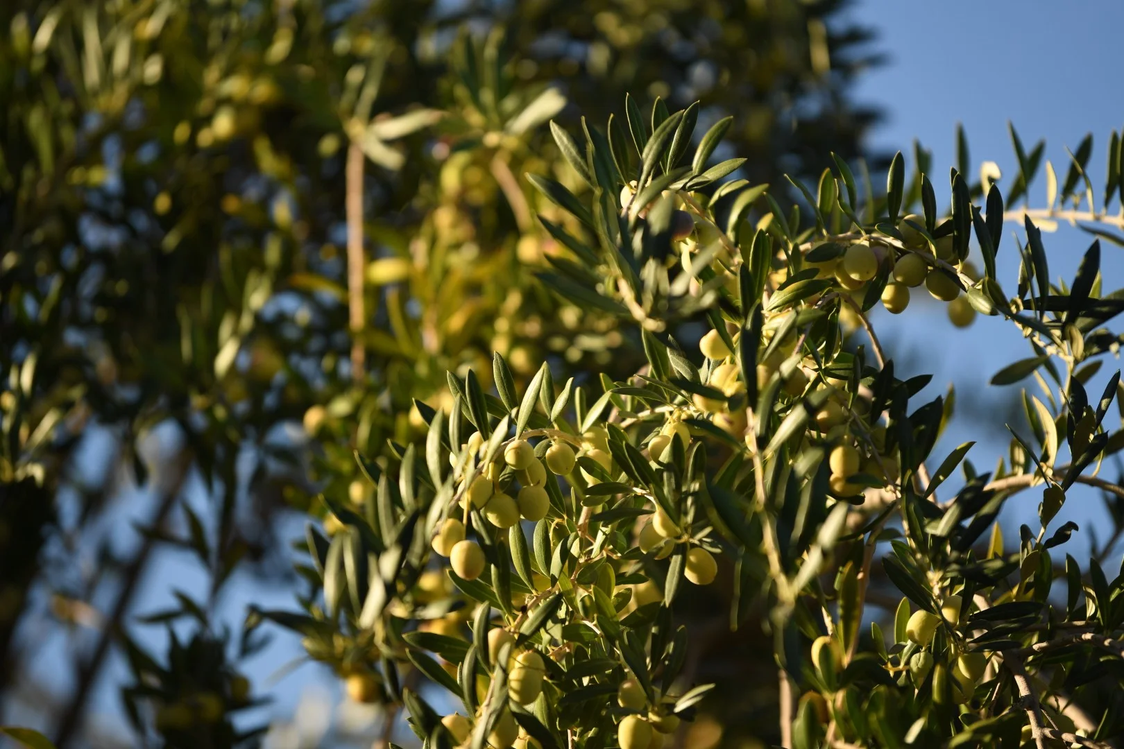 Olivares de Nucete (Agro Aceitunera)