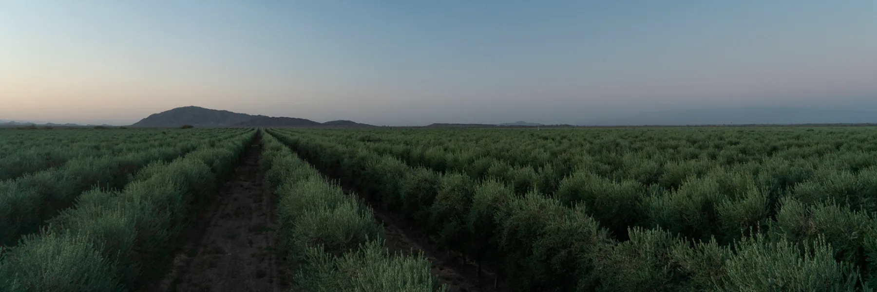 Olivares de Oliovita (SolFrut)